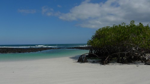 beach_mangrove1