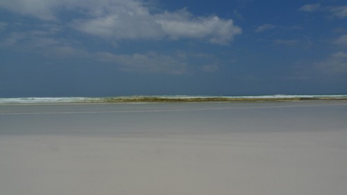 beachalgalbloom