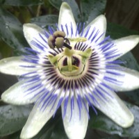 passionflower
