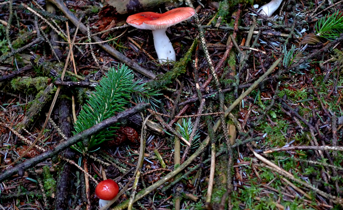 ForesttoCulshargMMc ForesttoCulshargMMc
