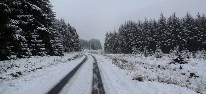 SnowForestDepfinalw SnowForestDepfinalw